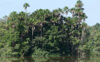 Morichepalm (Mauritia flexuosa)