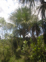 Morichepalm (Mauritia flexuosa)