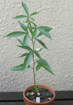 Reuzenbaobab (Adansonia grandidieri)