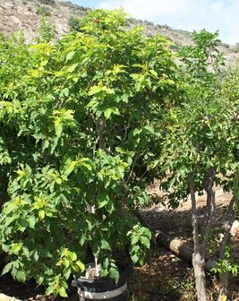 Pindakaasboom (Bunchosia argentea)