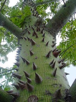 Kapokboom (Ceiba pentandra)