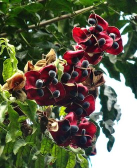 Zwarte parelboom (Majidea zanguebarica)