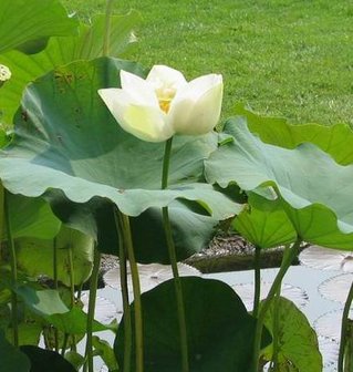 Witte Indische lotus (Nelumbo nucifera 'alba')