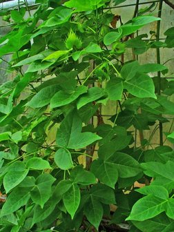 Levant katoen (Gossypium herbaceum)