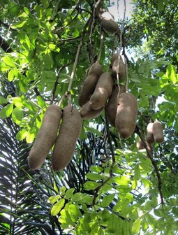 Worstenboom (Kigelia africana)