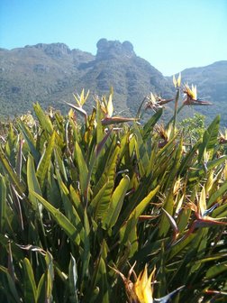 Gele paradijsvogelbloem (Strelitzia reginae 'Mandela's Gold')