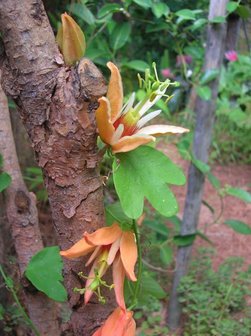 Australische passiebloem (Passiflora aurantia)