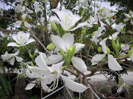 Witte orchideeboom (Bauhinia variegata 'candida')