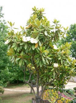 Zuidelijke magnolia (Magnolia grandiflora)