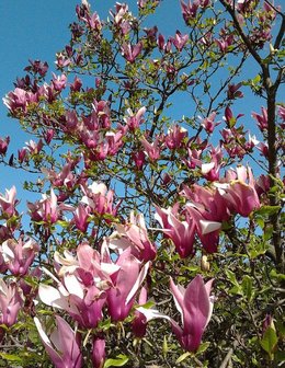 Paarse magnolia (Magnolia liliiflora)