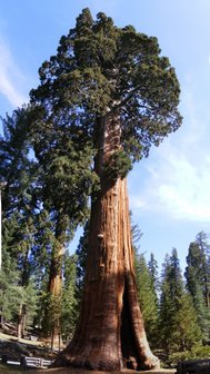 Mammoetboom (Sequoiadendron giganteum)