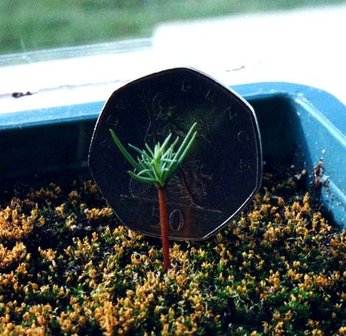 Mammoetboom (Sequoiadendron giganteum)