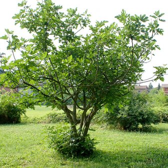 Vijg (Ficus carica)