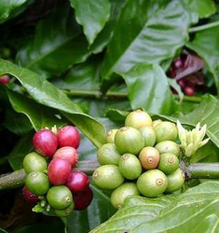 Robusta koffie (Coffea canephora)