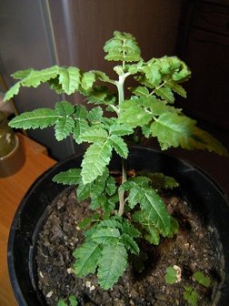 Wierookboom (Boswellia sacra)