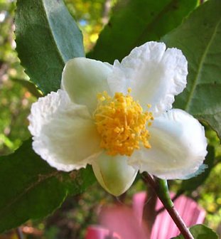 Theeplant (Camellia sinensis)