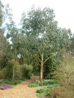 Moeraseucalyptus (Eucalyptus camphora)
