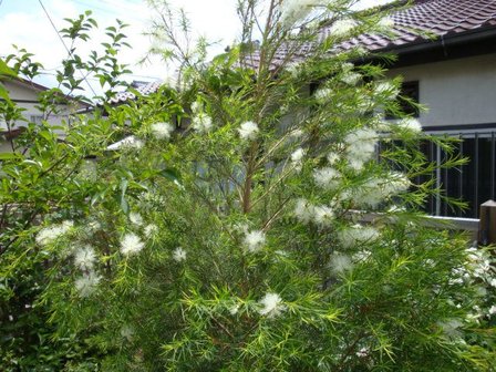 Theeboom (Melaleuca alternifolia)