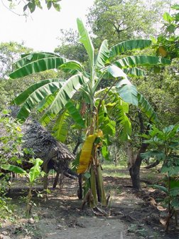 Plantagebanaan (Musa x paradisiaca)
