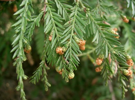 Kustmammoetboom (Sequoia sempervirens)