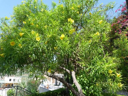 Gele oleander (Thevetia peruviana)