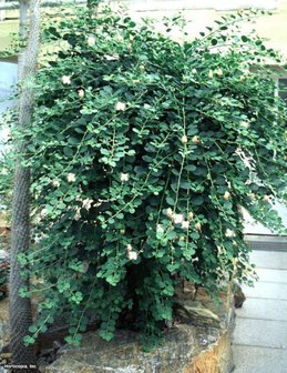 Kappertjesplant (Capparis spinosa)