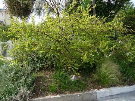 Schroefboon mesquite (Prosopis pubescens)