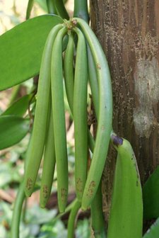 Vanille-orchidee (Vanilla planifolia)