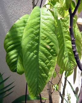 Boompassiebloem (Passiflora macrophylla)