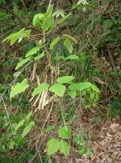 Driebladige chocoladerank (Akebia trifoliata)