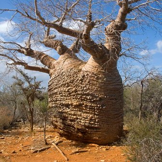 Fony baobab (Adansonia rubrostipa)