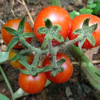 Wilde tomaat (Solanum pimpinellifolium)