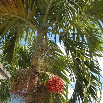 Manilla Palm (Veitchia merrillii)