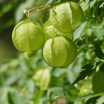 Ballonplant (Cardiospermum halicacabum)