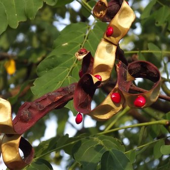 Kralenboom (Adenanthera pavonina)