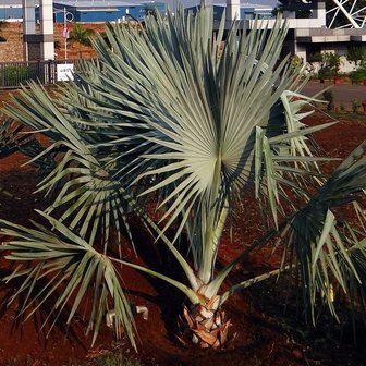 Bismarck palm (Bismarckia nobilis)