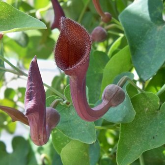 Portugese pijpbloem (Aristolochia baetica)