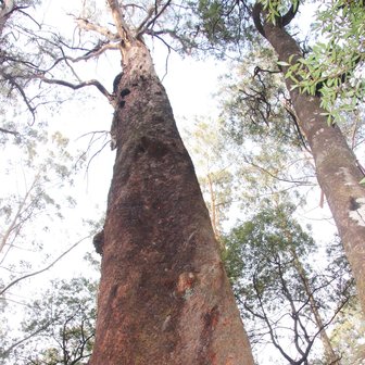 Giant Ash (Eucalyptus regnans)