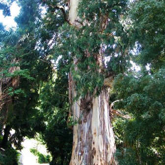 Suikereucalyptus (Eucalyptus viminalis)