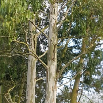 Sneeuweucalyptus (Eucalyptus pauciflora ssp. niphophila)