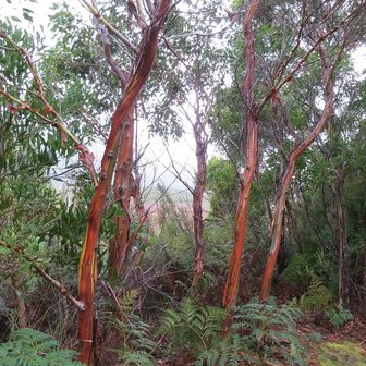 Tasmaanse eucalyptus (Eucalyptus coccifera)