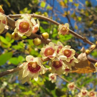 Winterzoet (Chimonanthus praecox)