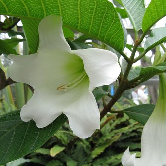 Nepalese trompetbloem (Beaumontia grandiflora)