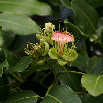 Geluksboonboom (Afzelia quanzensis)