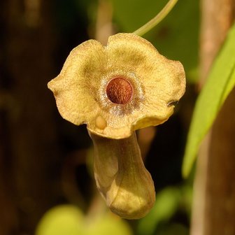 Grootbladige pijpbloem (Aristolochia macrophylla)