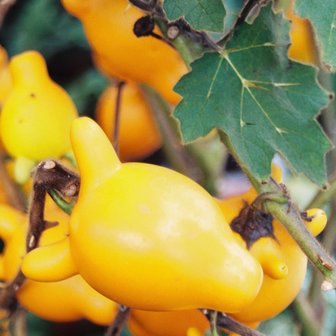 Tepelfruit (Solanum mammosum)