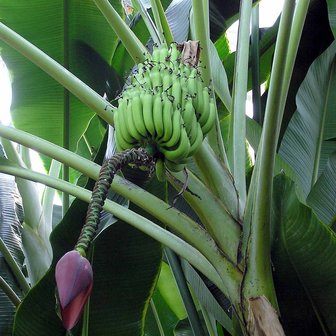 Zoete wilde banaan (Musa balbisiana)