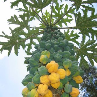 Bergpapaja (Carica pubescens)