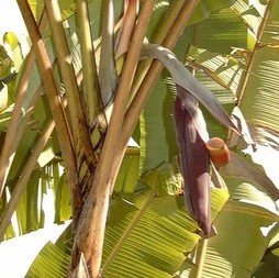 Cheesman banaan (Musa cheesmanii)