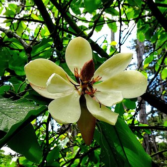Zuidelijke magnolia (Magnolia grandiflora)